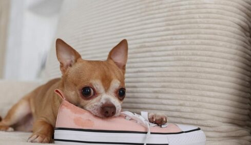 Έξυπνοι τρόποι για να εξαφανίσετε τη μυρωδιά των ούρων του σκύλου σας από τα παπούτσια