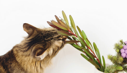 Οι πιο επικίνδυνες μυρωδιές για τις γάτες