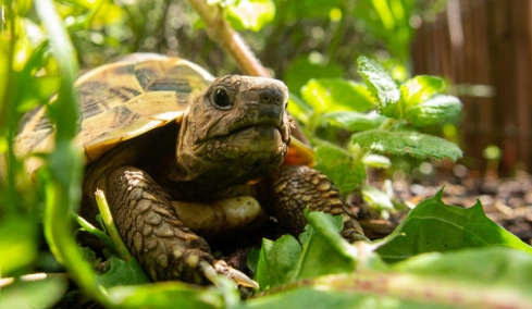 Αρσενικές χελώνες κακοποιούν τις θηλυκές σε νησί της Μεγάλης Πρέσπας και αυτές «αυτοκτονούν» για να γλιτώσουν