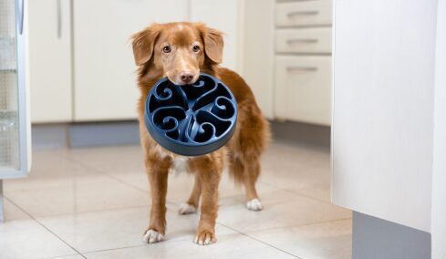 Οι λόγοι που δεν πρέπει να ταΐζουμε τον σκύλο μας πριν τη βόλτα