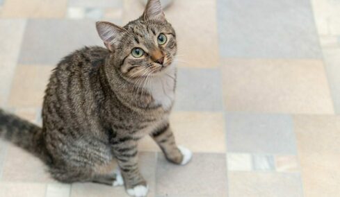 Ποια είναι η συνηθισμένη συμπεριφορά της γάτας σας που αποτελεί σημάδι κινδύνου- Τι πρέπει να ξέρετε
