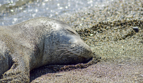 Ρεκόρ 40 ετών για τις γεννήσεις μεσογειακής φώκιας στην Ελλάδα, δείτε βίντεο