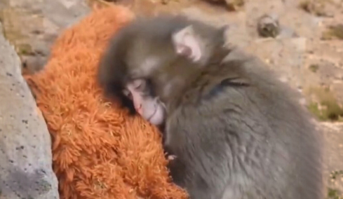 Συγκινητικό βίντεο: Μαϊμουδάκι έξι μηνών βρίσκει παρηγοριά σε λούτρινο παιχνίδι μετά την απόρριψη από τη μητέρα του