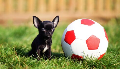 To λάθος που κάνουμε όλοι με τον μικρόσωμο σκύλο μας – Γιατί συμβαίνει αυτό