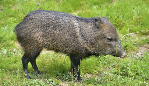 Το ανησυχητικό νέο είδος που βρέθηκε στη Φουκουσίμα, 15 χρόνια μετά το πυρηνικό ατύχημα: Υβρίδιο ανάμεσα σε χοίρο και αγριόχοιρο