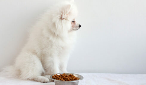 Πόσο καιρό μπορεί να μείνει ένας σκύλος χωρίς τροφή