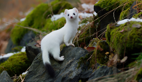 Το φαινόμενο Dehnel: Πώς ορισμένα είδη μπορούν να συρρικνώσουν τα οστά και τον εγκέφαλό τους κατά 20% για να επιβιώσουν τον χειμώνα