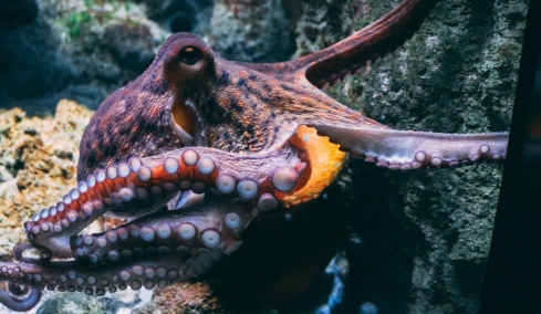 Τα μυστικά που κρύβουν τα χταπόδια: Οι διάνοιες του βυθού έχουν εννέα εγκεφάλους και κοινά με τον άνθρωπο