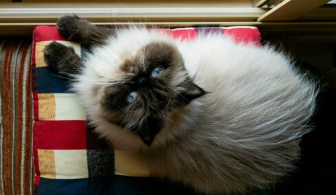 Σας χειραγωγεί η γάτα σας; Με ποιους τρόπους ελέγχει το μυαλό σας