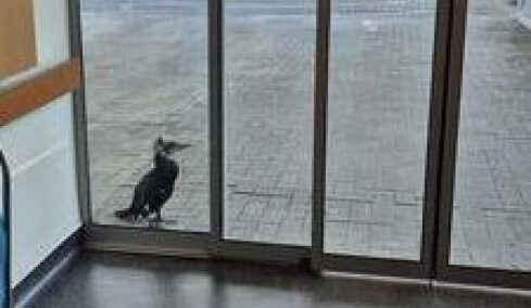 Κορμοράνος πήγε μόνος του στο νοσοκομείο για να ζητήσει βοήθεια - Χτύπησε με το ράμφος την πόρτα για να του ανοίξουν