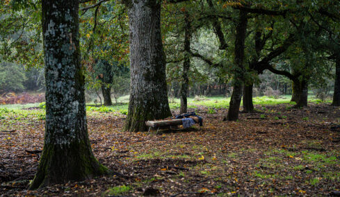 
Αποστολή στο Πωγώνι: Στο δάσος της Βήσσανης, με οδηγό τα μανιτάρια