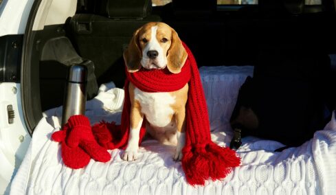 4 πράγματα που μαθαίνουμε ταξιδεύοντας με τον σκύλο μας