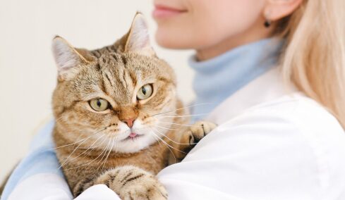 4 χρήσιμα tips προτού επισκεφτείτε τον κτηνίατρο με τη γάτα σας