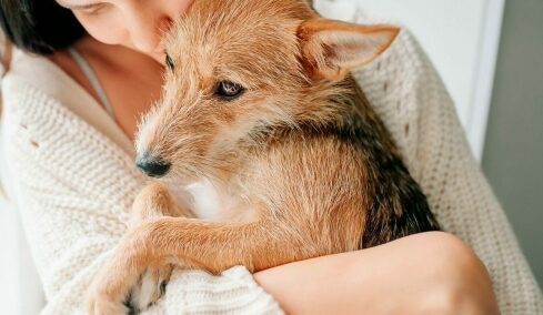 Θυμούνται οι σκύλοι τους προηγούμενους κηδεμόνες τους; Η αλήθεια για τη μνήμη τους