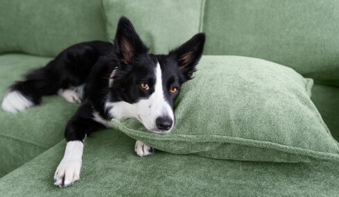 Γιατί αναστενάζει ο σκύλος μας; Τι μας δείχνει αυτή η συμπεριφορά