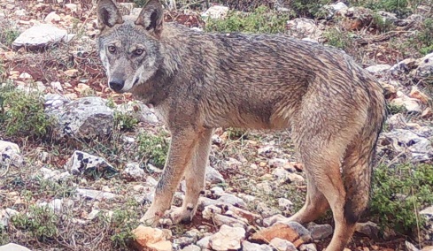 Το σημαντικό που δεν πρέπει να κάνουμε όταν συναντήσουμε λύκους – Οδηγίες από το Δήμο Αχαρνών ενόψει Καθαρής Δευτέρας
