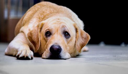 Έχετε έναν “παραπονιάρη” σκύλο; Τι σημαίνει αυτή η συμπεριφορά