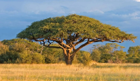 Ασύλληπτο: Πώς οι ακακίες στην Αφρική «επικοινωνούν» για να σωθούν από ζώα που βόσκουν
