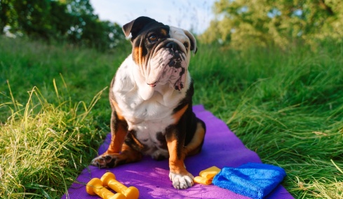 Παχυσαρκία σε ιδιοκτήτη και κατοικίδιο: Έρευνα φωτίζει ένα νέο πρόβλημα «Ενιαίας Υγείας»