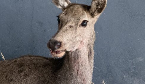Θηλυκό ελάφι βρέθηκε τραυματισμένο στην Πάρνηθα – Πώς μπορούμε να βοηθήσουμε