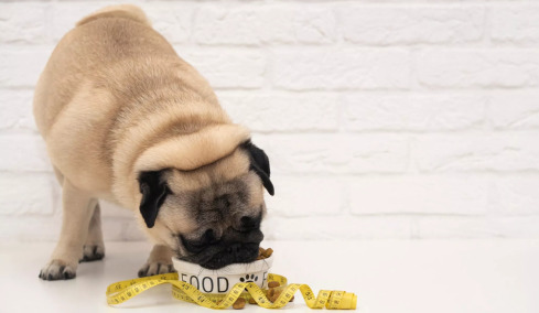 6 «αθώα» λάθη που οδηγούν τον σκύλο μας στην παχυσαρκία