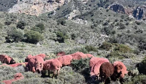 Βοσκός στην Κρήτη έβαψε κόκκινα τα πρόβατά του: Ο απίθανος λόγος της απόφασής του (vid)