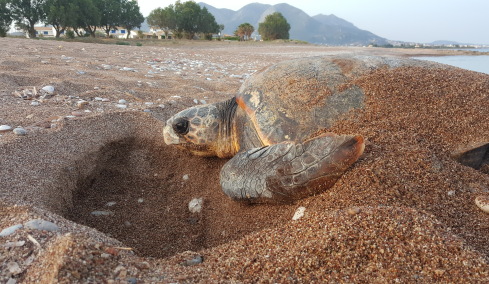 Εκπληκτικό ρεκόρ: Χελώνα που γεννήθηκε στην Κυπαρισσία επιστρέφει επί 32 χρόνια στο ίδιο σημείο για να γεννήσει