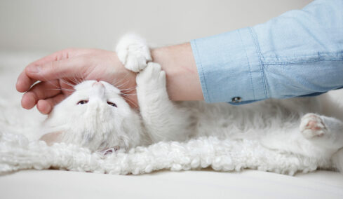 Σας δαγκώνει ξαφνικά η γάτα σας ενώ τη χαϊδεύετε; Ποιοι είναι οι λόγοι αυτής της περίεργης συμπεριφοράς