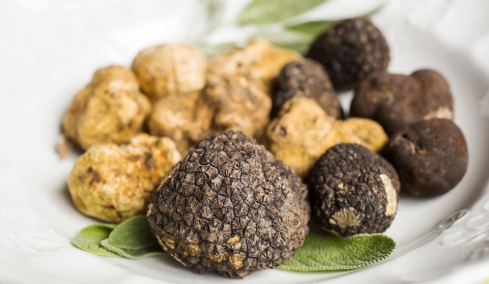 Τρούφα στην Ελλάδα: Που βρίσκεται, ποια είδη υπάρχουν και πόσο κοστίζει