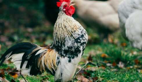 Γιατί λαλούν οι κόκορες το ξημέρωμα; Από τους μύθους στην πραγματικότητα