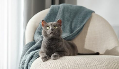 Παράξενες συμπεριφορές της γάτας μας που δεν πρέπει να προσπαθήσουμε να τις αλλάξουμε