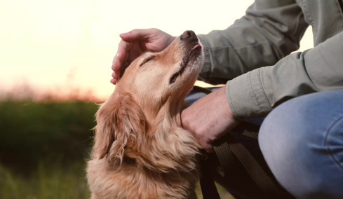 Γιατί μας αγαπάει ο σκύλος μας τόσο πολύ; Η απάντηση που δεν περιμέναμε