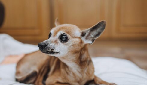 Πώς θα καταλάβετε ότι ο σκύλος σας χάνει την όρασή του- Τα 5 σημάδια που πρέπει να προσέξετε