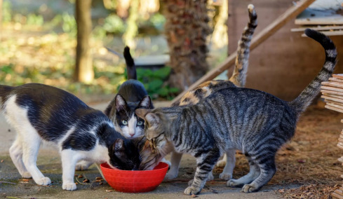 Πώς μπορούμε να βοηθήσουμε τις γάτες που ζουν στις γατοαποικίες της γειτονιάς μας