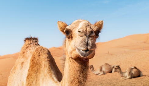 Σάλος σε καλλιστεία καμηλών στο Ομάν: Οι διοργανωτές απέκλεισαν 20 ζώα για... μπότοξ και αισθητικά εμφυτεύματα