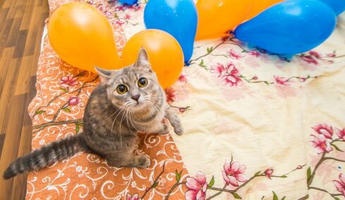 Γιατί οι γάτες φοβούνται τα μπαλόνια; Δείτε 6 λόγους