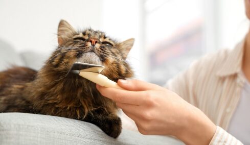 Όλα όσα πρέπει να γνωρίζετε για το βούρτσισμα της γάτας σας