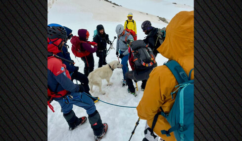 Σκύλος επέζησε 9 μέρες σε υψόμετρο 1.900 μ. στο Μέτσοβο, τον εντόπισαν τυχαία ορειβάτες και τον επέστρεψαν στον ιδιοκτήτη του, δείτε βίντεο