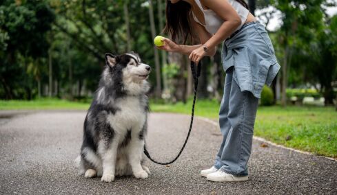 Αυτά είναι τα 3 μυστικά για μια πετυχημένη εκπαίδευση του σκύλου μας