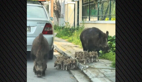 Πολυμελής οικογένεια από αγριογούρουνα έκανε τη βόλτα της στους Θρακομακεδόνες, δείτε βίντεο
