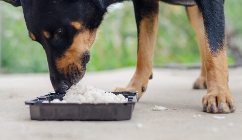 Ρύζι στη διατροφή του σκύλου: Οφέλη και κρυφοί κίνδυνοι