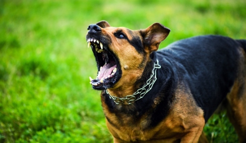 Τρόμος για μητέρα και κόρη στην Πυλαία: Δέχθηκαν επίθεση από αγέλη σκύλων κοντά σε σχολείο