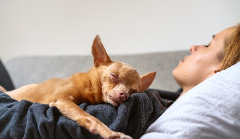 Γιατί θέλει να με ακουμπάει ο σκύλος μου την ώρα που κοιμάται