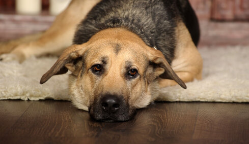Η αθέατη πλευρά του πολέμου: Φεύγουν άρον άρον από το Ντουμπάι κι εγκαταλείπουν τα κατοικίδιά τους στον δρόμο ή τα δίνουν για ευθανασία