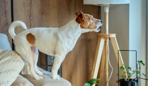 Γιατί γαβγίζει ο σκύλος κάθε φορά που χτυπάει το κουδούνι στο σπίτι μας