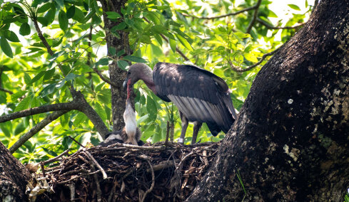Γεννήθηκαν οι πρώτοι μαυρογύπες σε τεχνητές φωλιές στο δάσος της Δαδιάς
