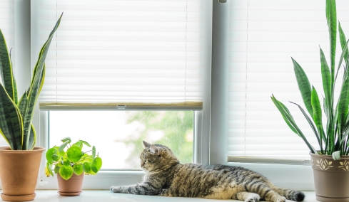 Γάτες που ζουν σε διαμέρισμα: Είναι πραγματικά ευτυχισμένες ή απλώς συμβιβάζονται;