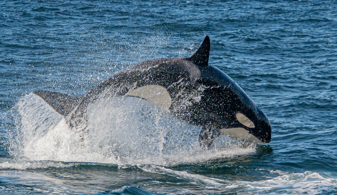 Η ανατριχιαστική στιγμή που μια φάλαινα όρκα μιμείται την ανθρώπινη ομιλία