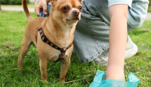 Γιατί αρέσει στον σκύλο μας να τρώει ακαθαρσίες – Το πρόβλημα υγείας που μπορεί να αντιμετωπίζει
