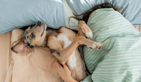 Τι νιώθει ο σκύλος που θέλει να κοιμάται μόνο δίπλα μας – Δεν είναι μόνο η αγάπη
